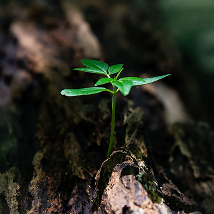 Green plant growing out of tree